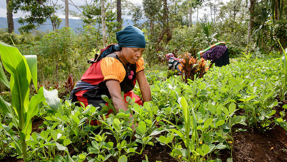 Agriculture and livelihoods improvement program