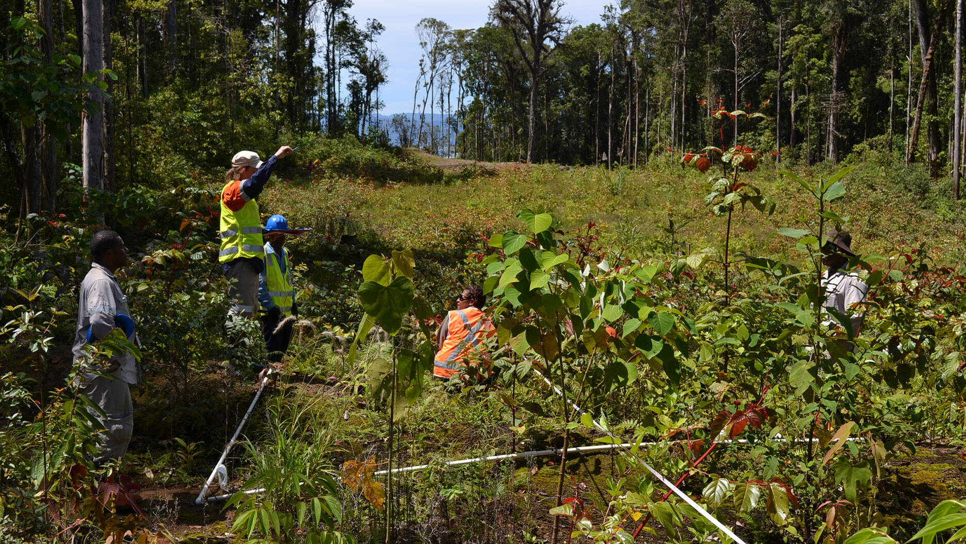 Post-project monitoring indicated that the ecological health of impacted habitats had improved since construction of the PNG LNG facilities was completed. Biodiversity survey results in designated biodiversity assessment areas exhibited high biodiversity values, including the discovery of entirely new species of plants and frogs.